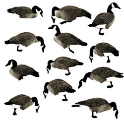 Real Geese Magnum Lite 3D Silhouette Canada Goose Decoys 12 Pack